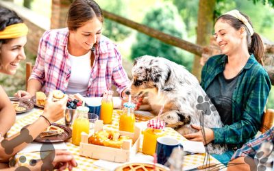 Dining Out with Your Dog: Ultimate Tips for an Unforgettable Experience!